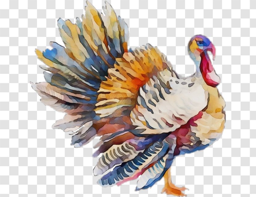 Feather - Beak - Wing Wild Turkey Transparent PNG