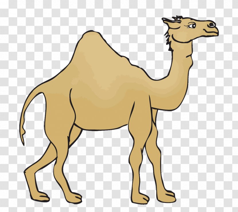 Dromedary Morocco Desert Euclidean Vector - Arabian Camel - Simple Transparent PNG