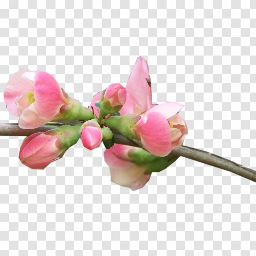 Flower Blog Clip Art - Bud - Cherry Blossom Transparent PNG