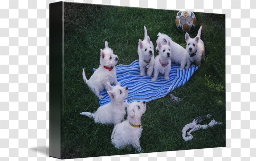 Dog Breed West Highland White Terrier Puppy Gallery Wrap Transparent PNG