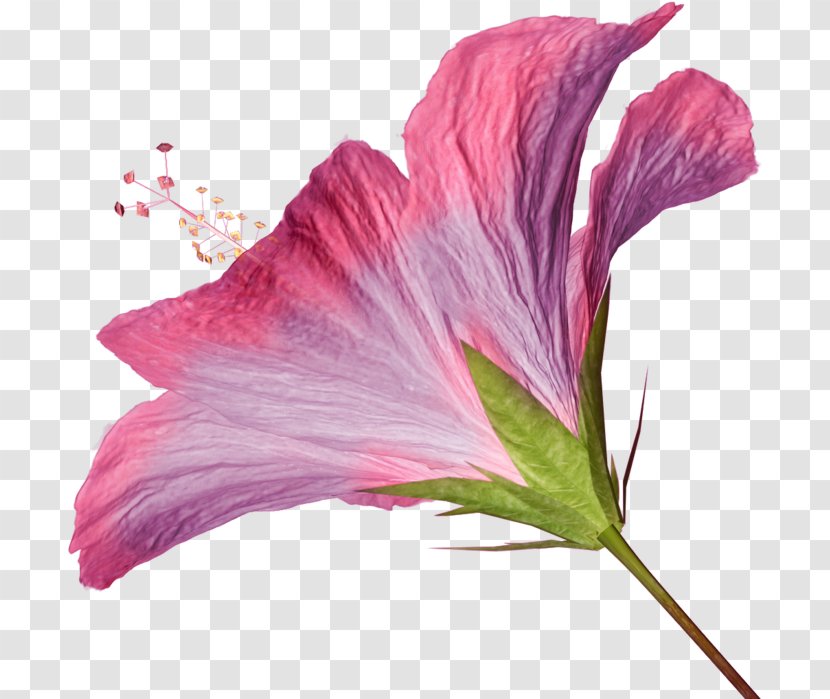 Hibiscus Pink Flowers Clip Art - Blog - Flower Transparent PNG