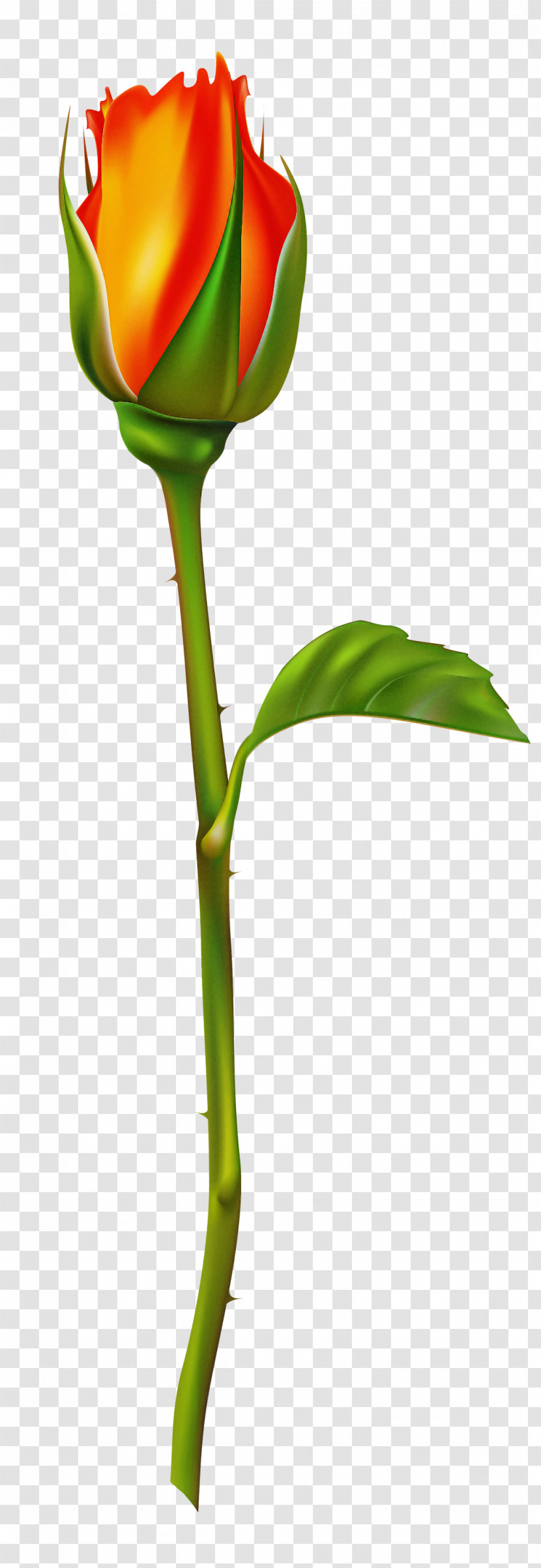Flower Plant Stem Leaf Plant Bud Transparent PNG