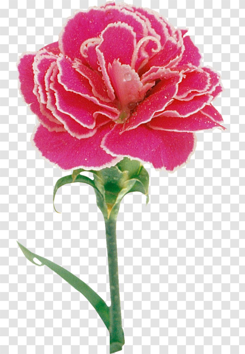 Carnation Pink Painting Flower Rose - Peony Transparent PNG