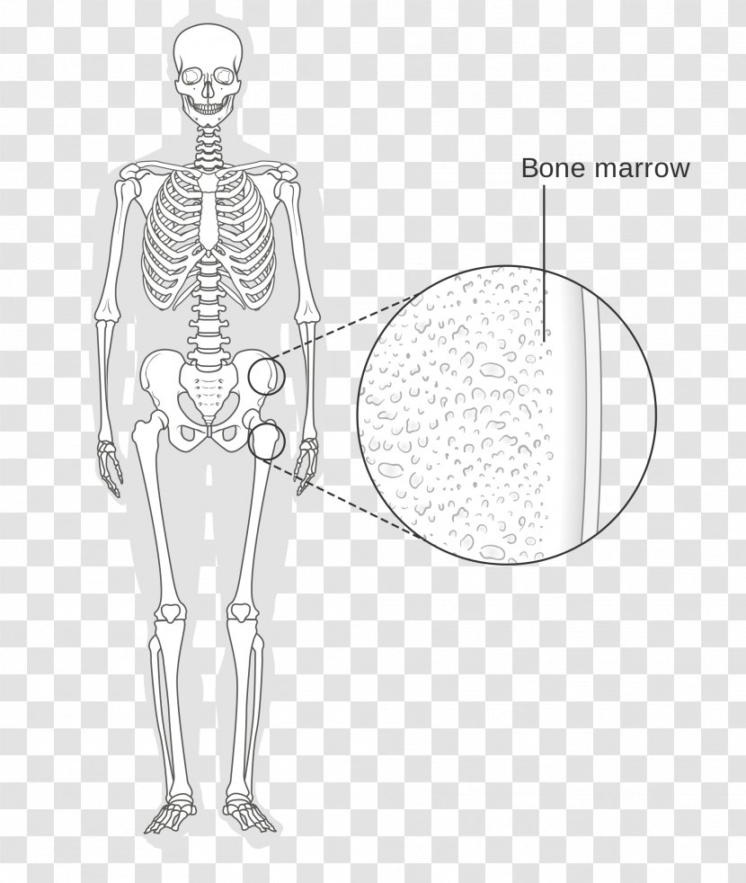 Wikimedia Commons Bone Marrow Human Skeleton - Tree Transparent PNG