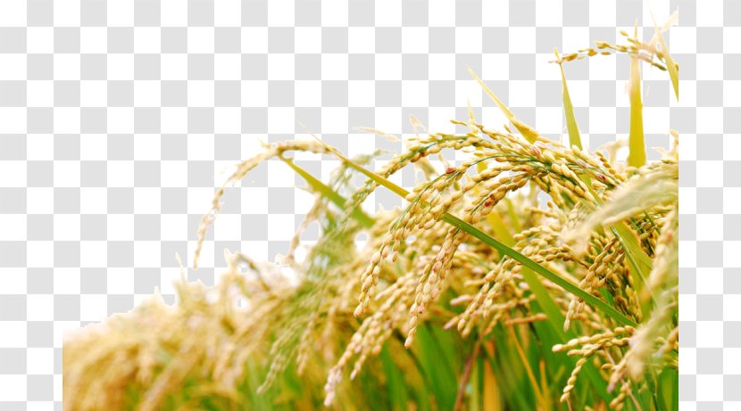 Rice Bran Oil Japanese Cuisine Food - Wheat Transparent PNG