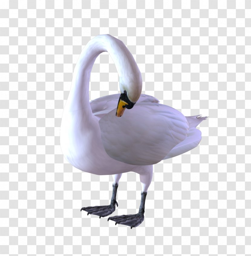 Duck Goose Bird Black Swan Image - Cygnus Transparent PNG