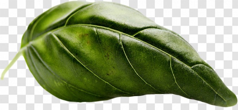 Leaf Vegetable Transparent PNG