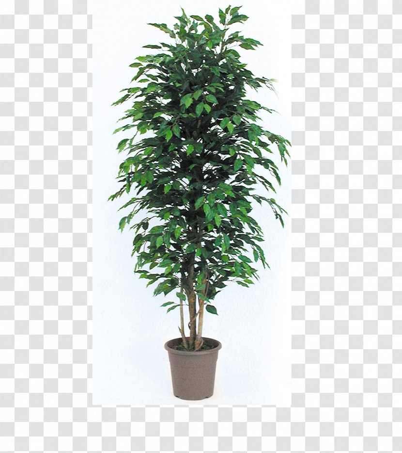 Tree Flowerpot Houseplant Chamaedorea Elegans Garden - Evergreen - Barrel Cactus Transparent PNG