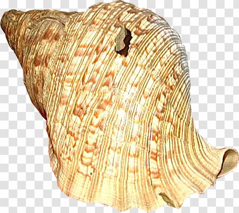 Seashell Clam Sea Snail - Conch Transparent PNG