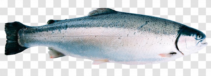 Fjord Rainbow Trout Norway The Wild - Fauna - Salmon Fillet Transparent PNG