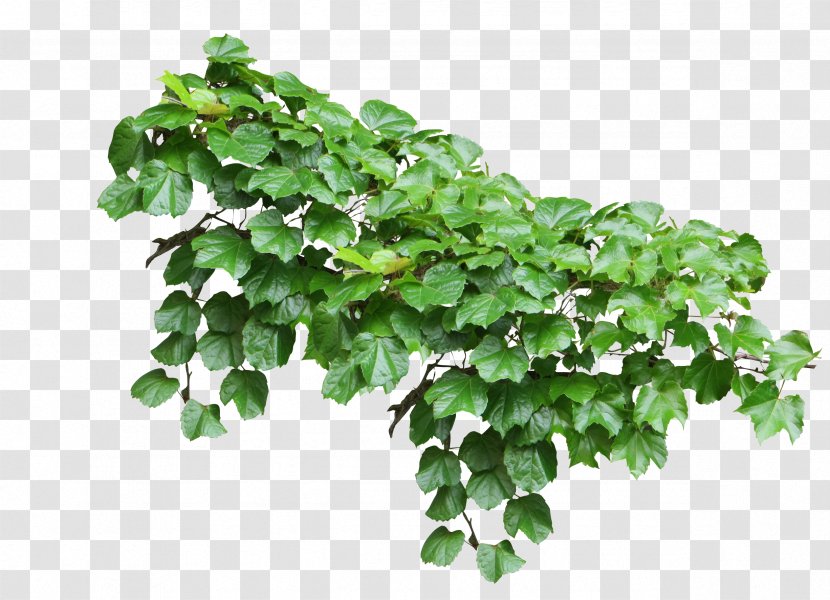 Common Ivy Vine Plant - Plants Transparent PNG