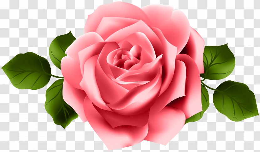 Garden Roses Pink Clip Art - Floristry - Ungu Transparent PNG