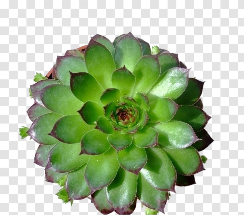 Sempervivum Tectorum Dicotyledon Succulent Plant Orostachys Leaf - Houseleek - Cactus Flowers Transparent PNG