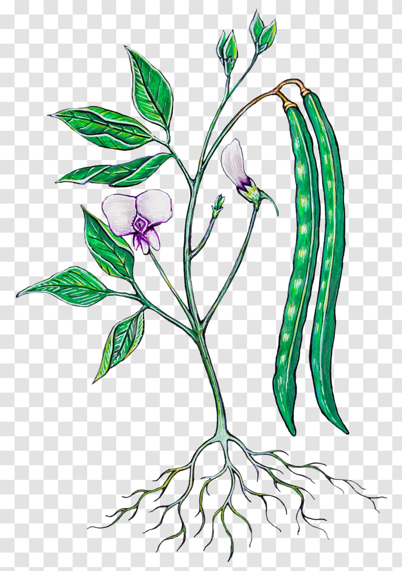 Floral Design Black-eyed Pea Food Green Bean Botany - Body Jewelry - Botanica Transparent PNG