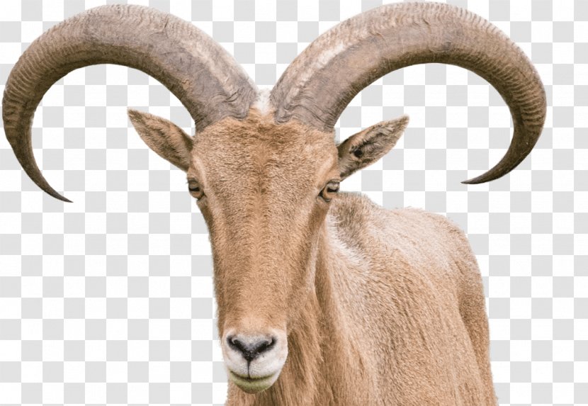 Sheep–goat Hybrid Barbary Sheep Horn - Goat Transparent PNG
