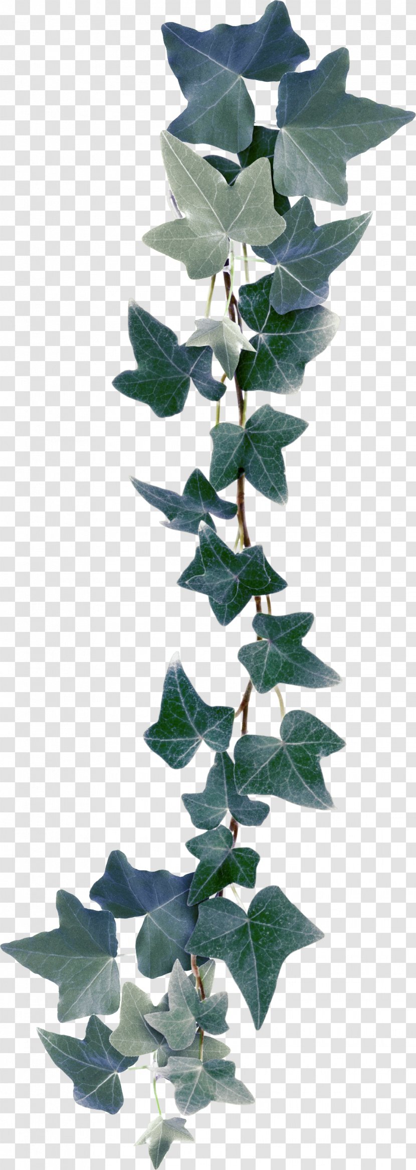 Bindweed Ivy Plant Clip Art - Leaves Transparent PNG