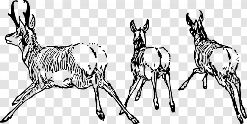 Antelope Drawing Clip Art - Wildlife Transparent PNG