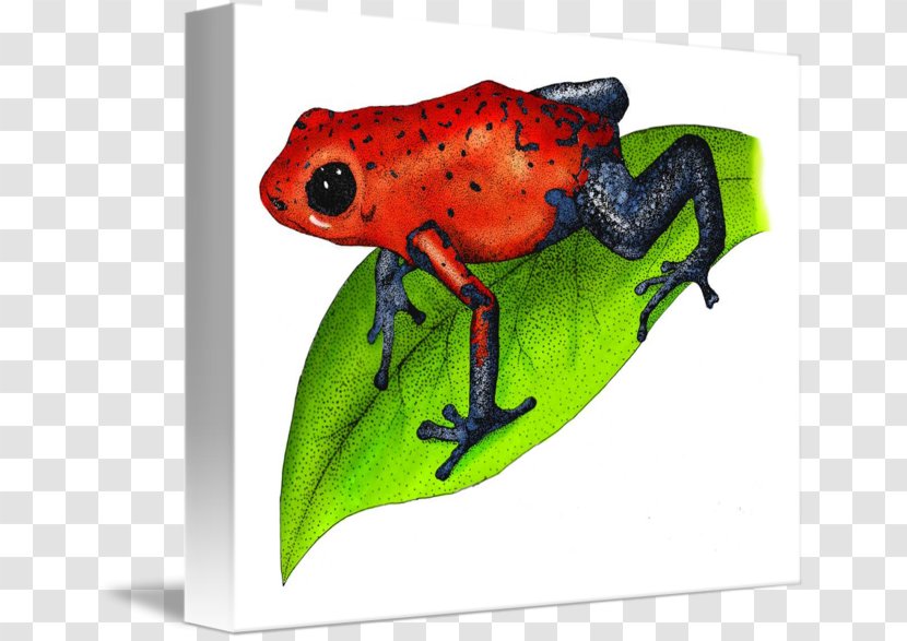 Tree Frog True Toad Poison Dart - Ranidae Transparent PNG