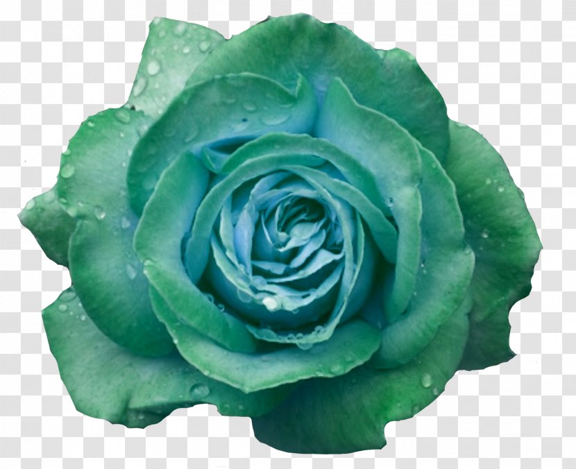 Garden Roses Cabbage Rose Blue Petal Flower - Plant Transparent PNG