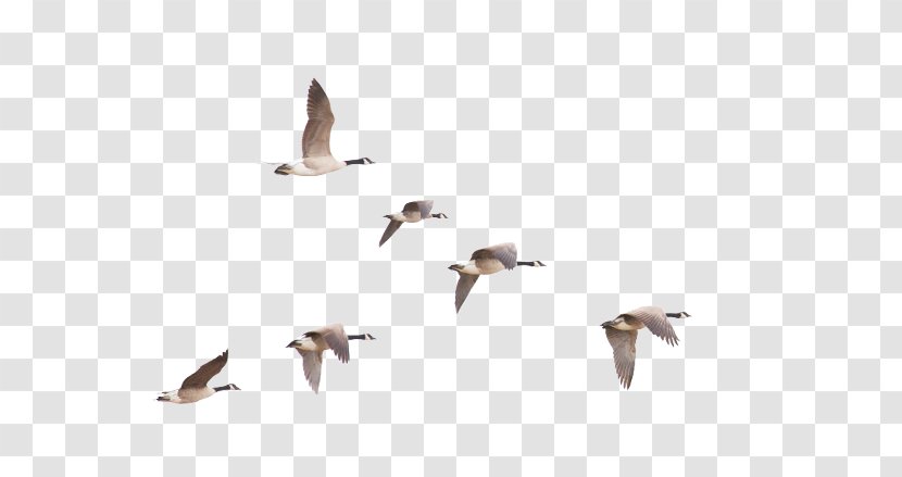 Bird Migration Canada Goose - Beak Transparent PNG