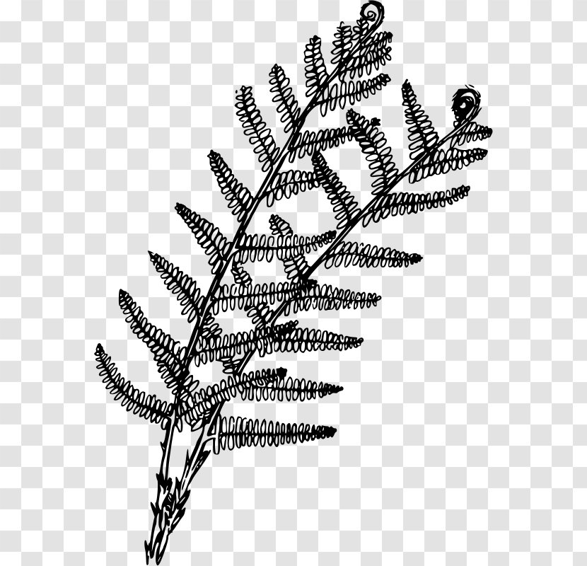 Plant Fern Coloring Book Drawing - Flowering Transparent PNG