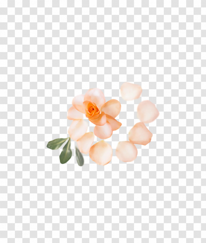 Petal Flower Transparent PNG