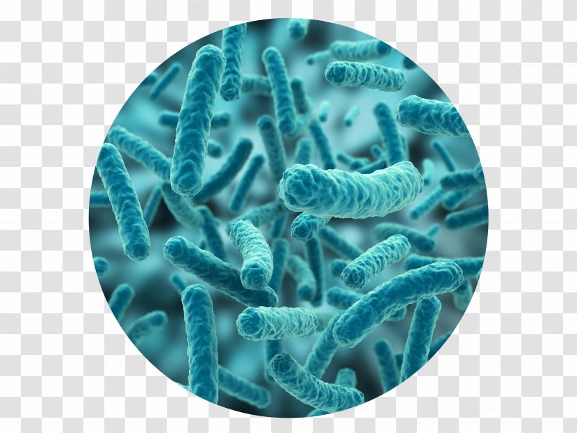 Lactobacillus Casei Bacteria Probiotic Gut Flora Acidophilus - Turquoise Transparent PNG