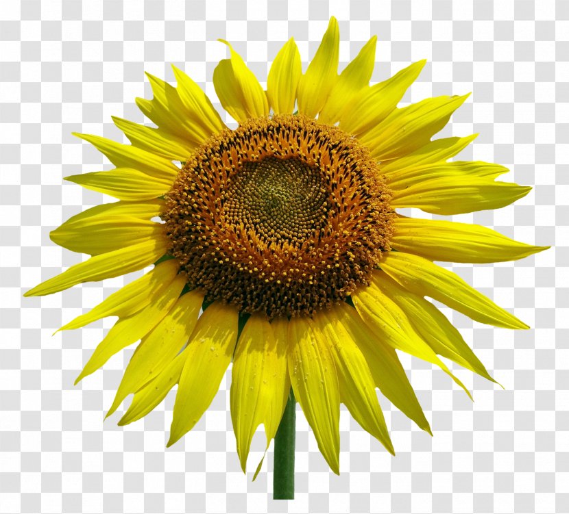 Common Sunflower Stock Photography Clip Art - Flowering Plant - Flower Transparent PNG