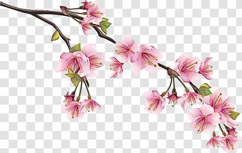 Clip Art Cherry Blossom Drawing Image - Cut Flowers - Spring Transparent PNG