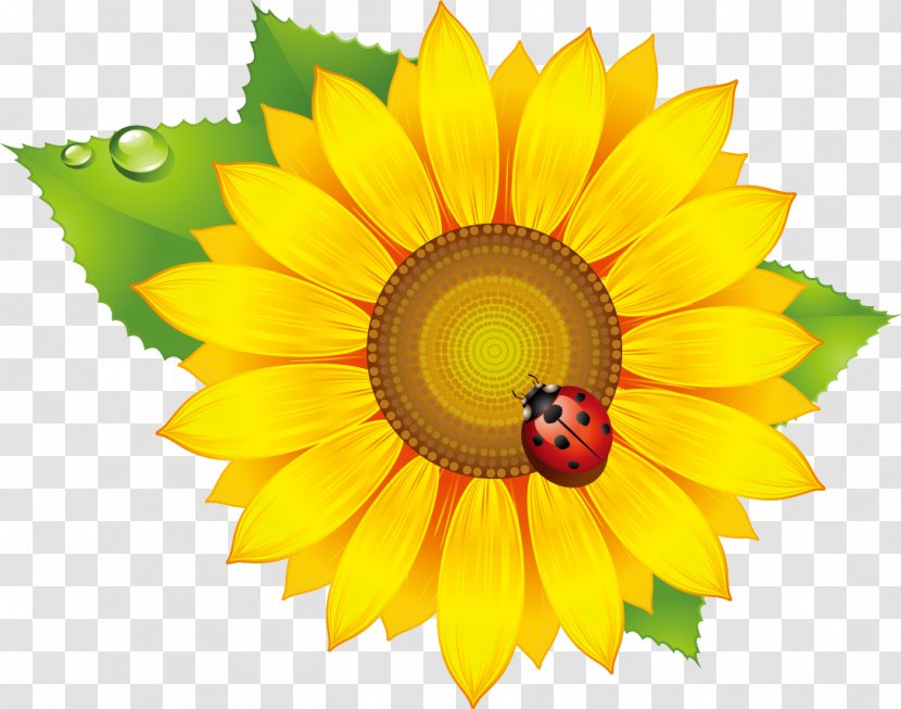 Common Sunflower Vector Graphics Image Euclidean Seed - Logo - CLASSİC FLOWER Transparent PNG