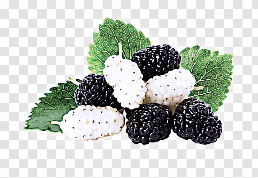 Blackberry Berry Rubus Fruit West Indian Raspberry Transparent PNG