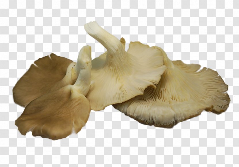 Oyster Mushroom Pleurotus Eryngii Edible Transparent PNG