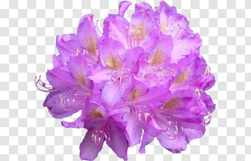Flower Rose Desktop Wallpaper - Cut Flowers Transparent PNG