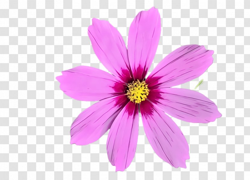 Flower Flowering Plant Petal Pink - Wet Ink - Wildflower Magenta Transparent PNG