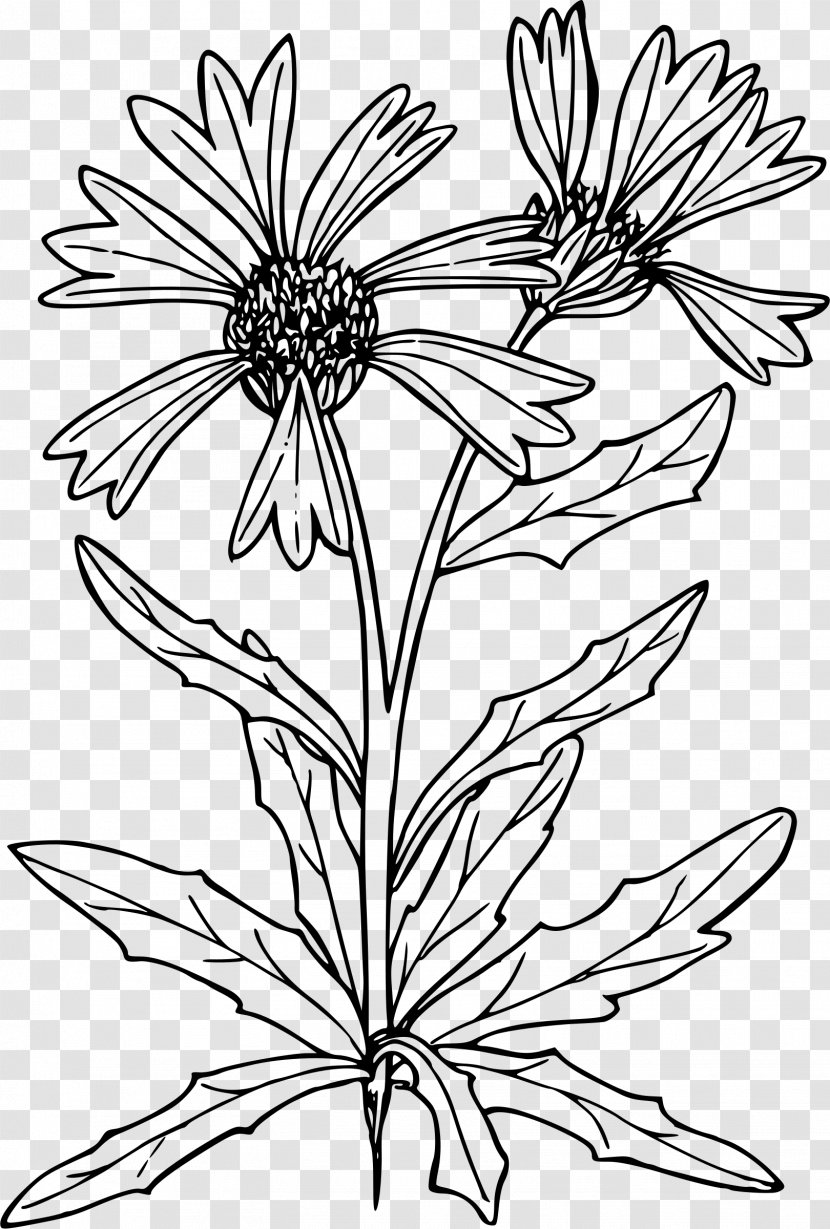 Clip Art - Black And White - Wildflower Transparent PNG