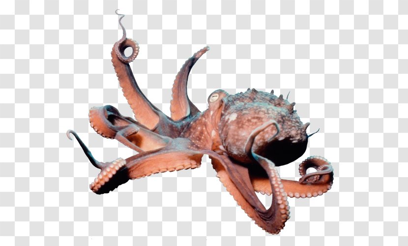Enteroctopus Dofleini Squid Clam Crab - Animal Transparent PNG