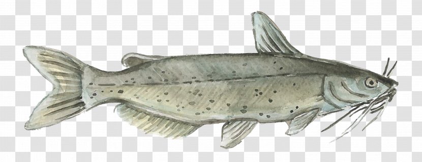 Aquaculture Of Catfish PlentyOfFish Watercolor Painting - Channel - All Kinds Fish Transparent PNG