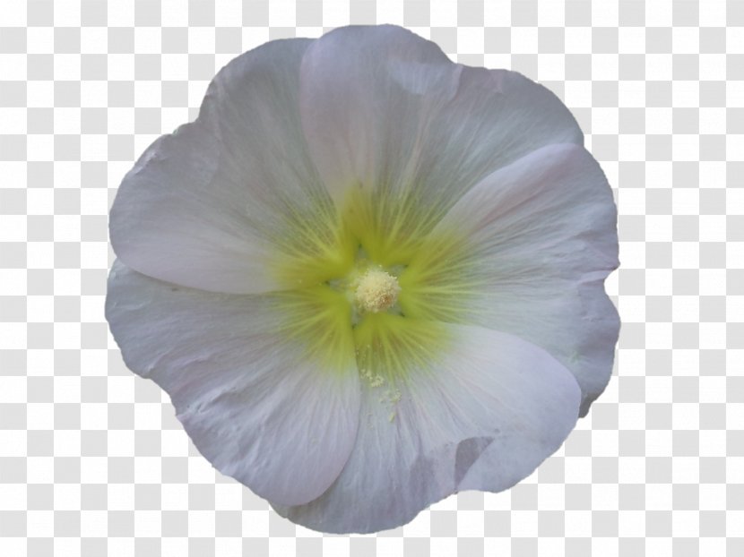 Pansy Herbaceous Plant - Flowering - Petal Transparent PNG