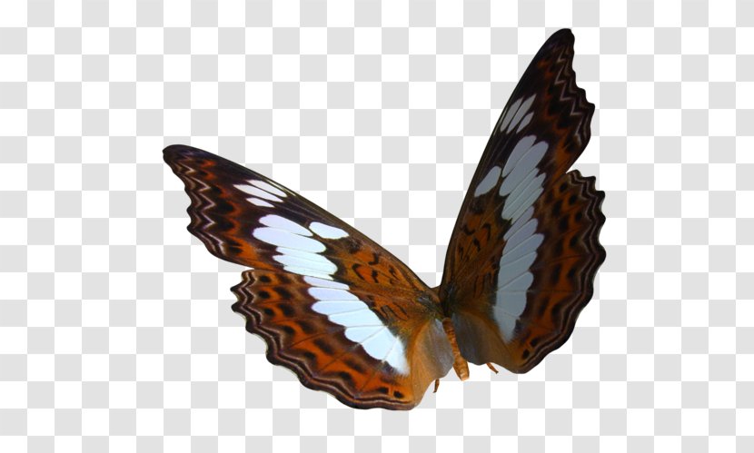 Butterfly PhotoScape Clip Art - Moths And Butterflies - Clipart Transparent PNG