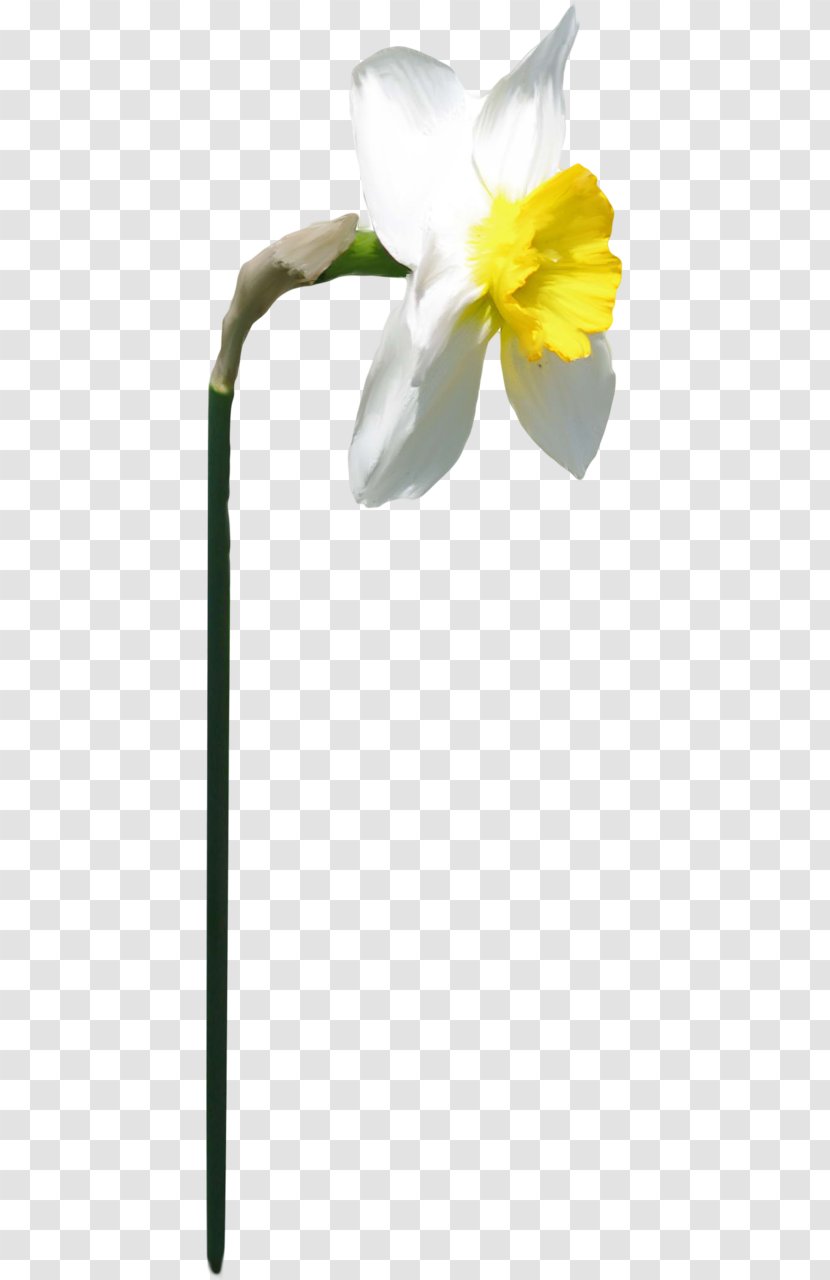 Plant Stem - Yellow - Echo And Narcissus Transparent PNG