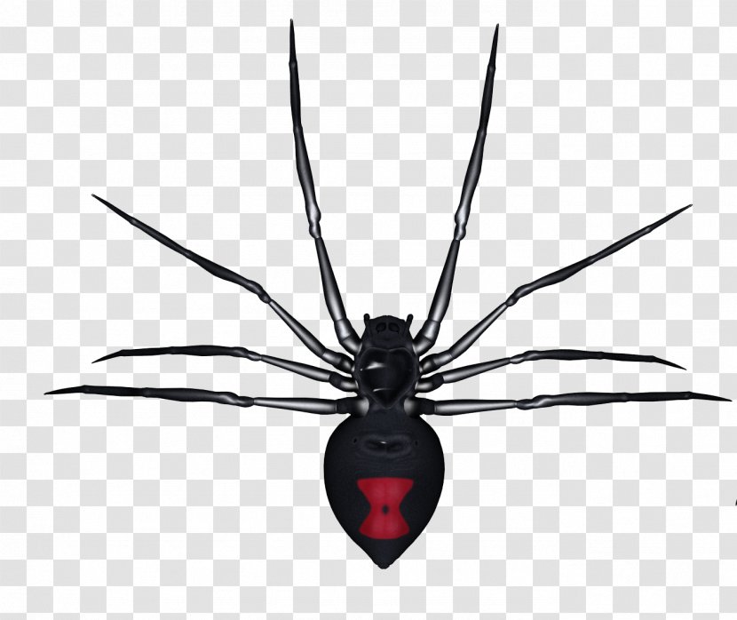 Spider Tarantula - Tangle Web Transparent PNG