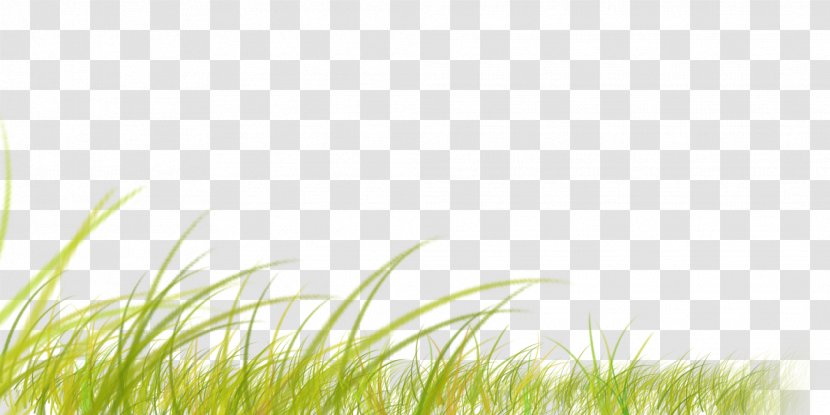Desktop Wallpaper Grasses Sunlight Computer - Tall Grass Transparent PNG