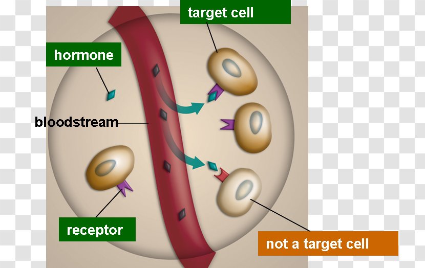 Endocrine Gland Hormone Receptor System - Heart - Blood Transparent PNG