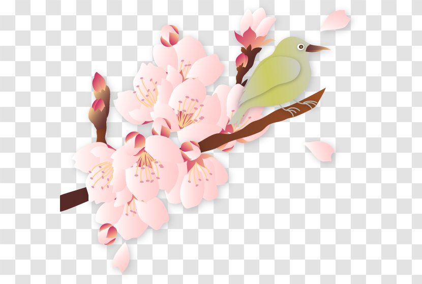 Cherry Blossom Quality Illustration - Spring - Cartoon Plum Transparent PNG