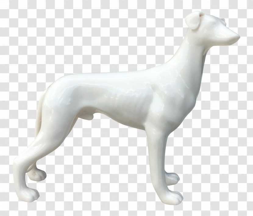 Whippet Italian Greyhound Spanish Polish - Breed Transparent PNG