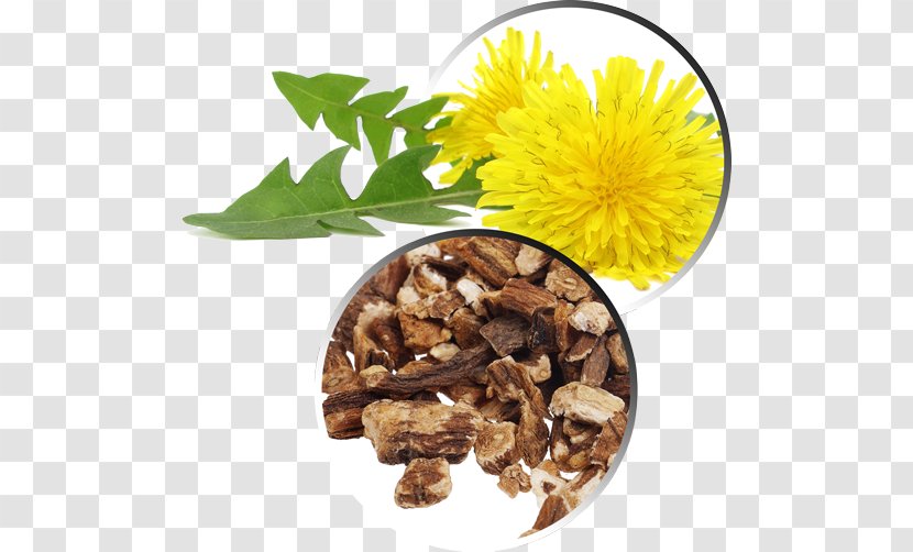 Common Dandelion Pissenlit Root Extract Medicinal Plants - Nature Transparent PNG