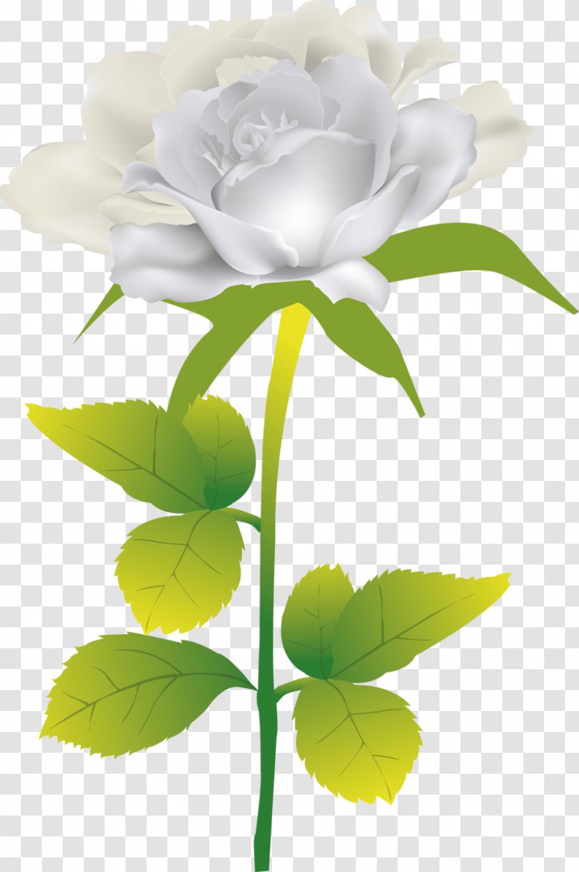 Beach Rose Flower Clip Art - White - Roses Transparent PNG
