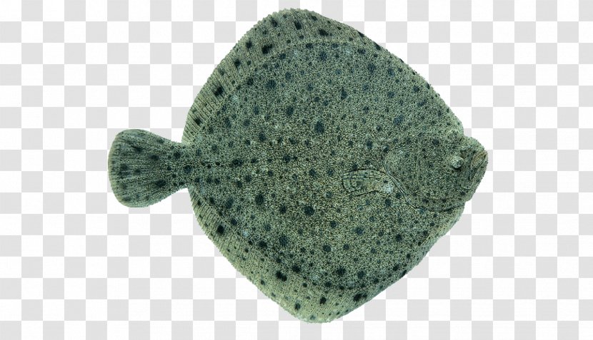 Norway Baltic Sea Fish Turbot Fillet - Species Transparent PNG