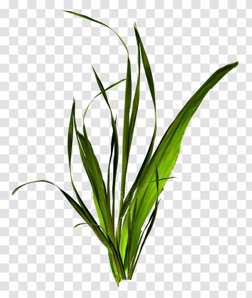 Download Clip Art - Grasses - Pasture Clipart Transparent PNG