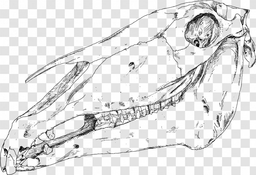 Human Skull Dinosaur Nose Bone - Artwork Transparent PNG